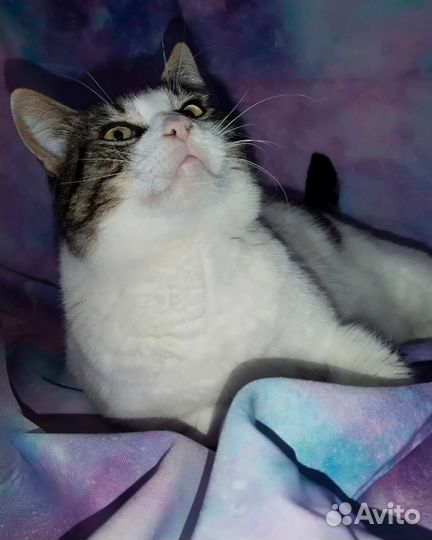 Кошечка Сказка