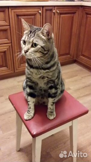 Кот Борис ищет дом