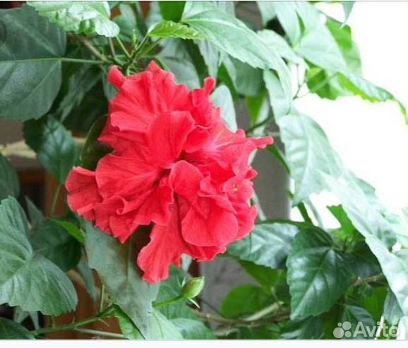 Китайская роза