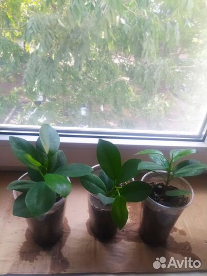 Сортовые фикусы