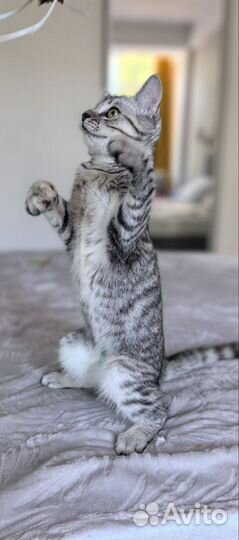 Ляля особенный котенок в очень добрые руки