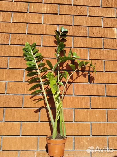 Замиокулькас