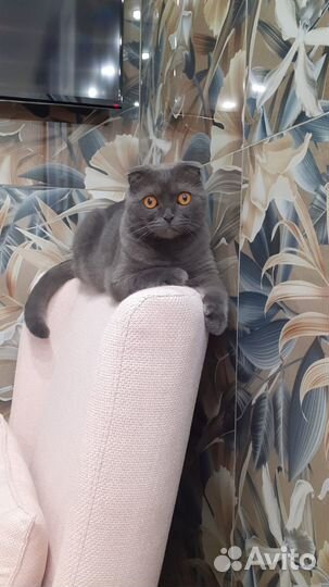 Кот вислоухий в добрые руки