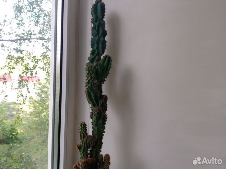 Кактусы и суккуленты