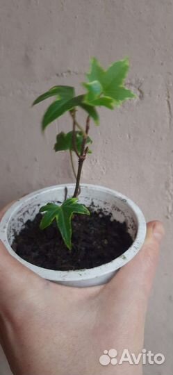 Плющ пестролистный, хедера хеликс