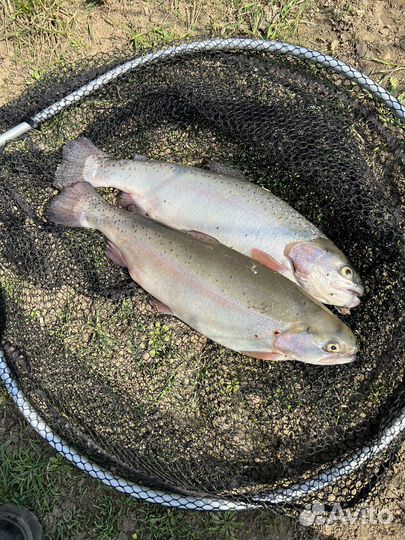 Форель живая