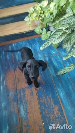 Щеночек подрощенный в дар