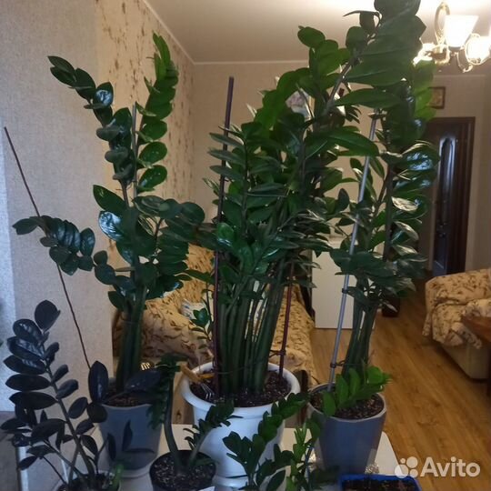 Замиокулькас