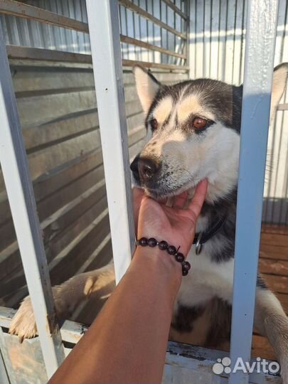 Веста ищет дом