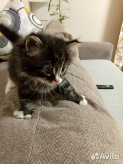 Котик