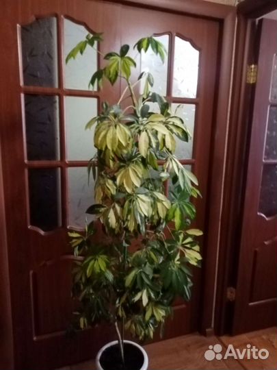 Пестролистная шефлера