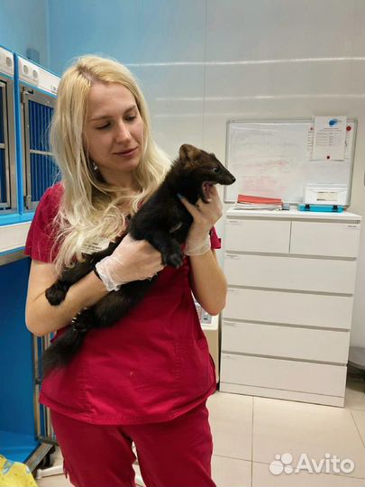 Ветеринар, лечение, уколы, капельницы, вакцинации