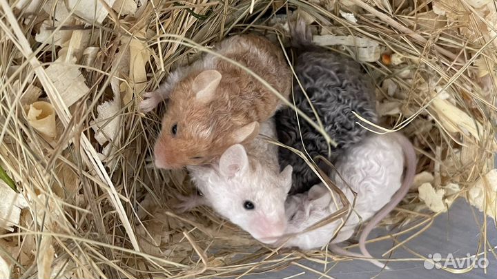 Декоративные мышки тексель кудрявые