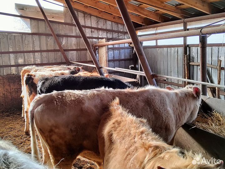 Телята бычки быки жеребята