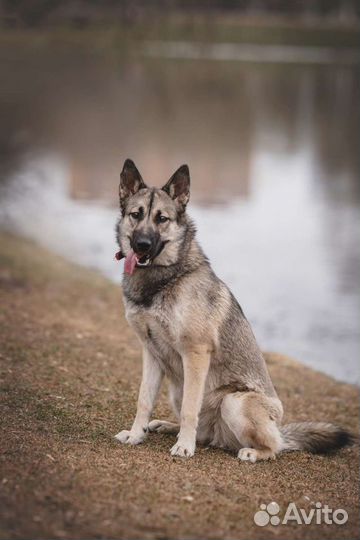 Метис Хаски в добрые руки