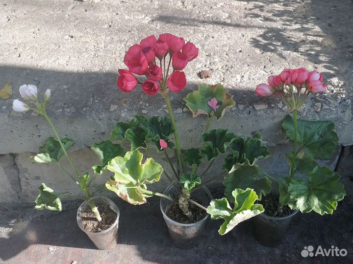 Цветущие тюльпанки