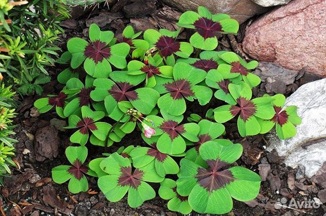 Оксалис Железный крест