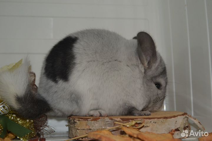 Шиншиллы ангоры и носители мальчики