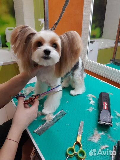 Груминг, стрижка собак и кошек