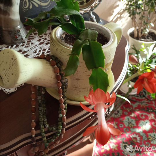 Цветок декабрист