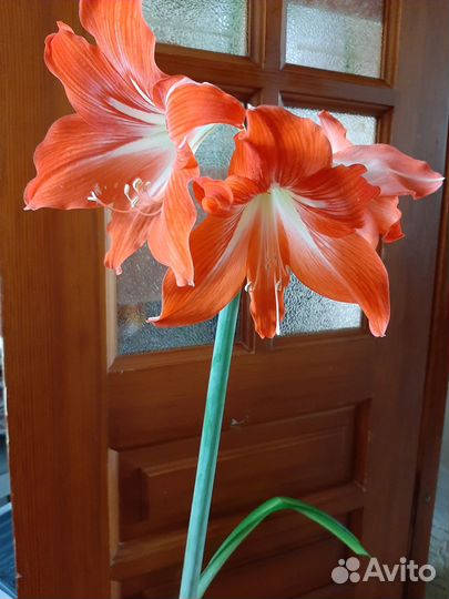 Гиппеаструм