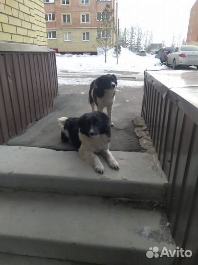 Собака в добрые руки отдам бесплатно