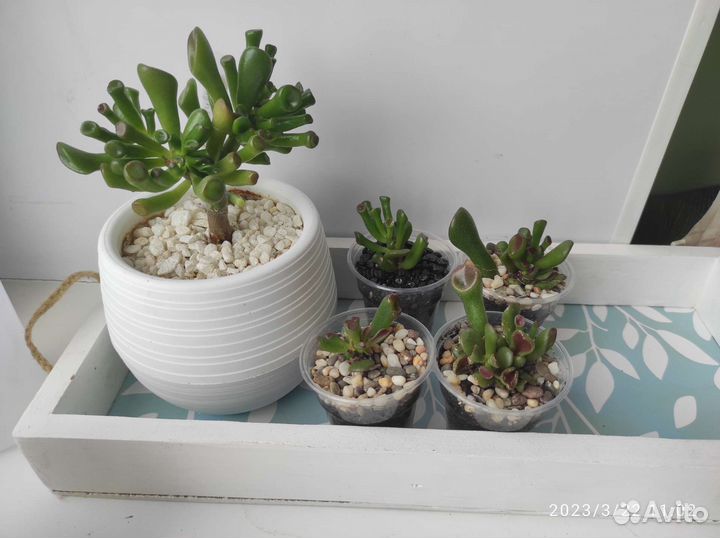 Детки суккулентов. Много сортов