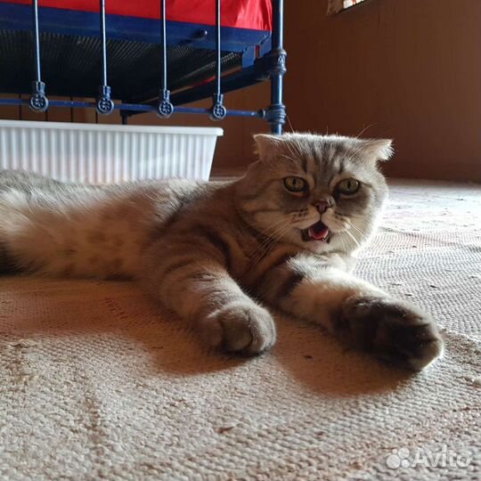 Шотландский скоттиш-фолд вязка