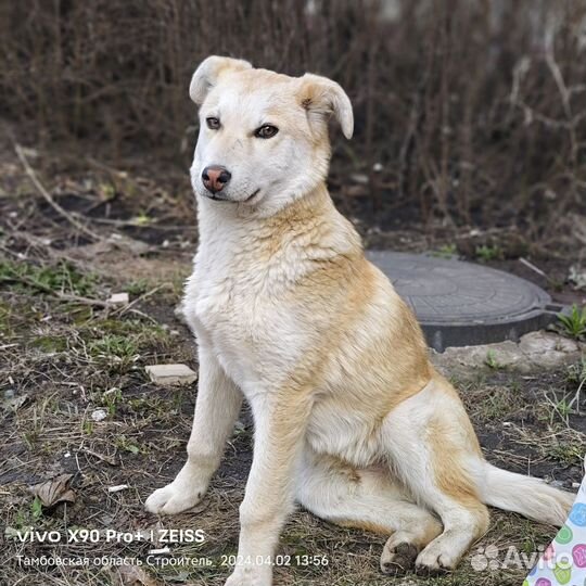 Щенок подросток Малыш в поисках дома