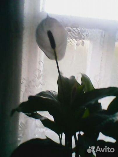 Спатифиллум(женское счастье)