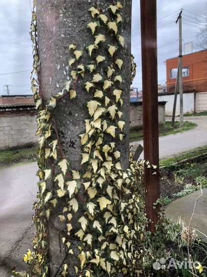 Нарцисс ромашка жимолость мискантус цветы