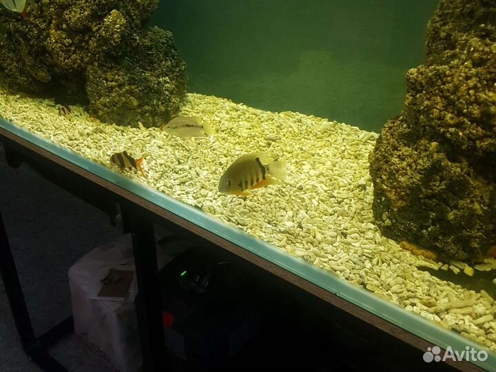 Аквариумные рыбки милеусы и др