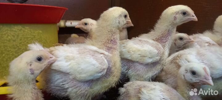 Подрощенный броль