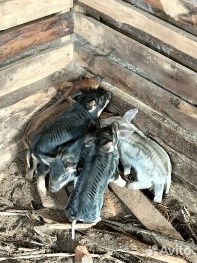 Поросята венгерской мангалицы