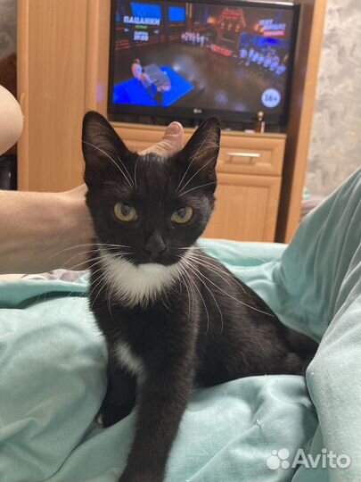 Котенок в добрые руки