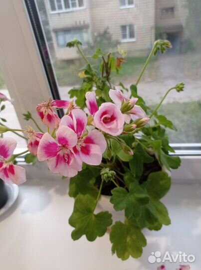 Пеларгония герань