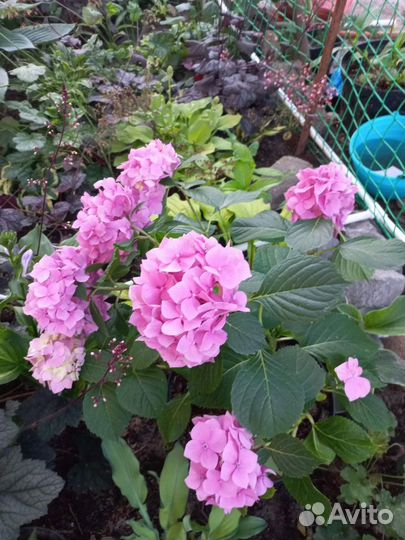 Гортензия черешкоаая