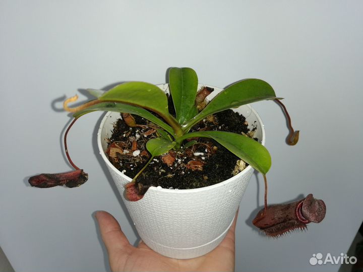 Непентес хищное растение