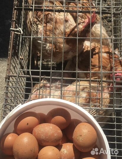 Куры несушки