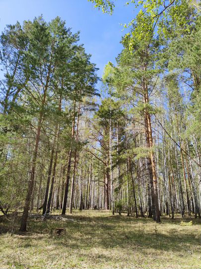 Участок 67 сот. (СНТ, ДНП)