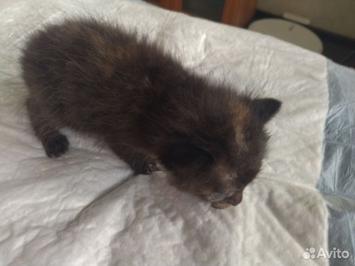 Отдам бесплатно