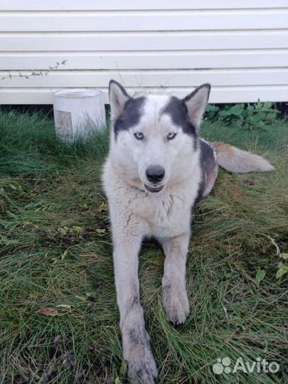 Сибирский хаски