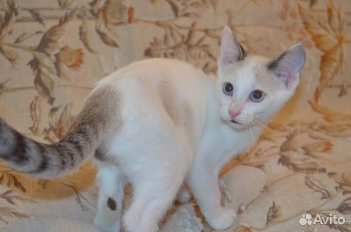 Котик в добрые руки