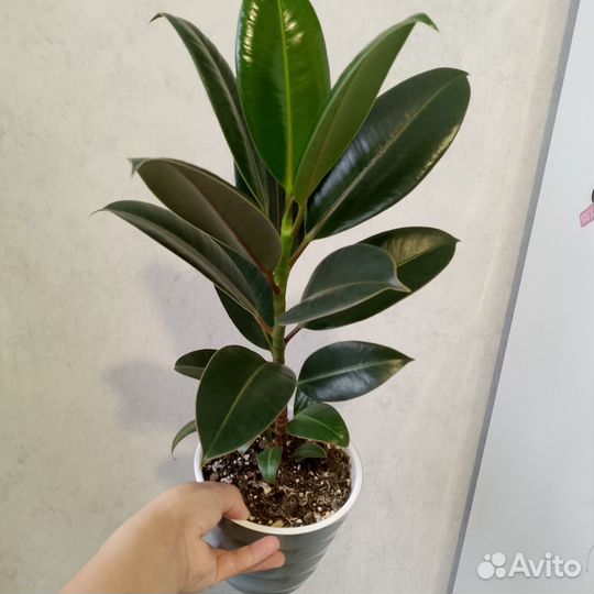 Фикус Мелани