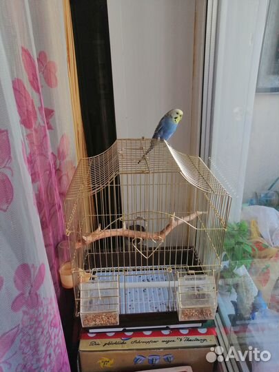 Волнистый попугай с клеткой