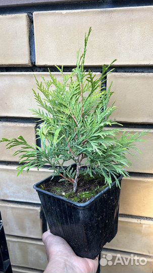 Можжевельник Блю Эрроу