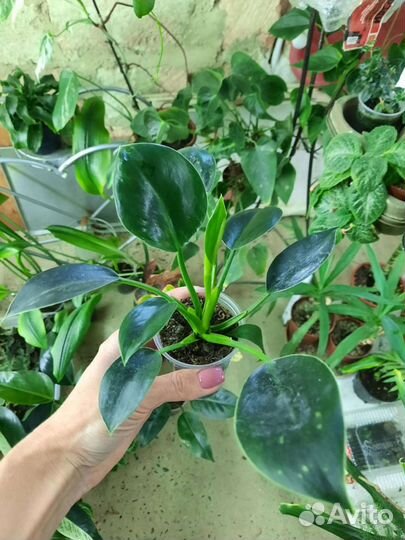 Филодендроны