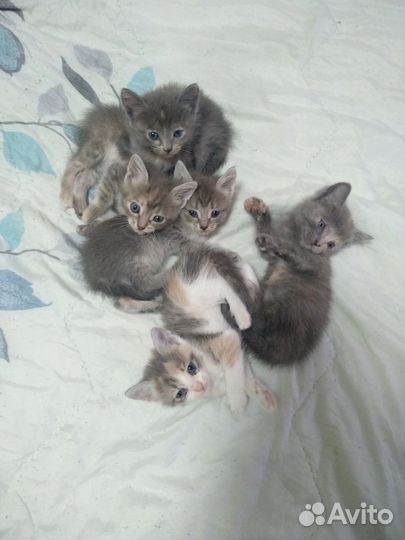 Кошка в дар