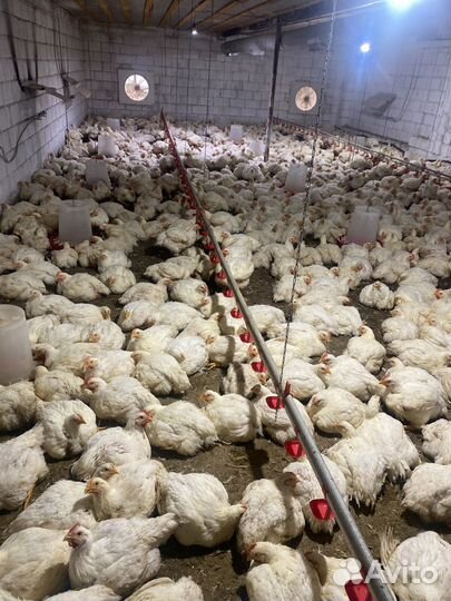 Куры бройлеры живым весом