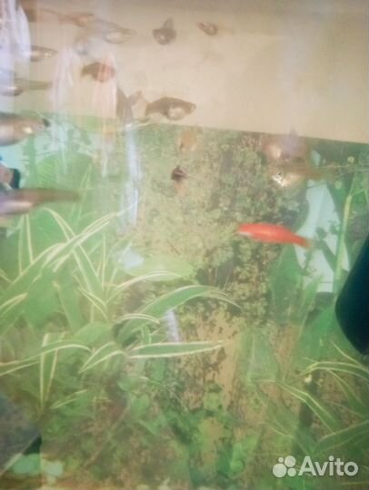 Аквариумные рыбки гуппи
